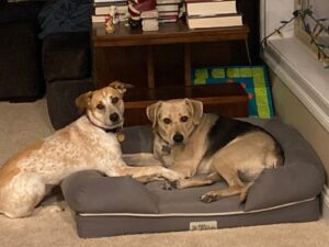 Picture of two dogs on a dog bed